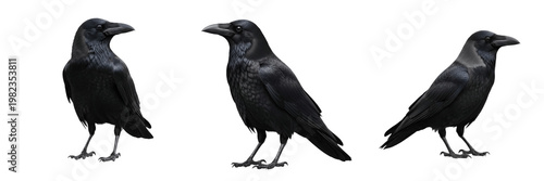 Black Crow and Common Raven Bird Collection Isolated on White Set