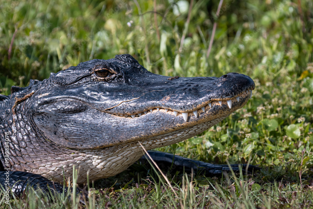 Fototapeta premium American Alligator Resting in Grass Side Profile Close Up