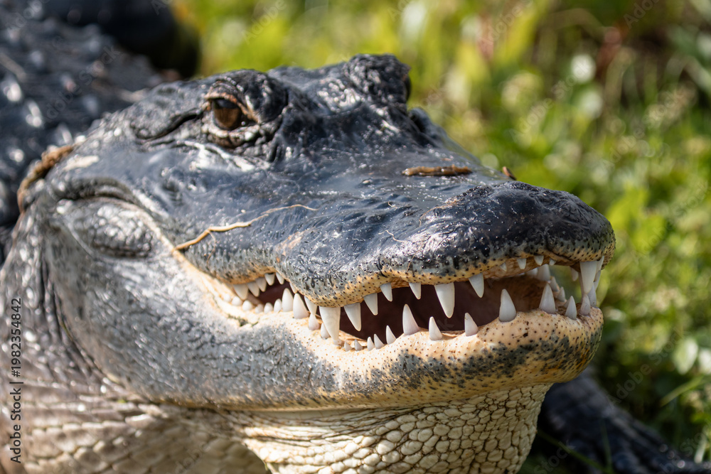 Fototapeta premium Close Up of American Alligator Head and Teeth in Sunlight