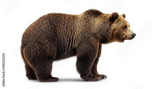 Brown bear side profile realistic wild animal with thick fur PNG isolated on white background