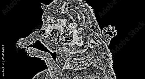 Detailed monochrome illustration of two wild wolves snarling and fighting fiercely, baring teeth in an aggressive confrontation