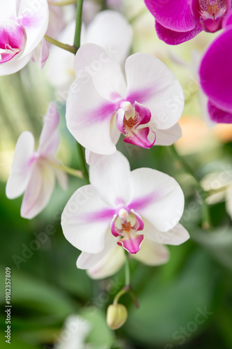White and pink Phalaenopsis orchid flowers on green background, elegant indoor plant, blooming branch, soft light, exotic houseplant, floral detail, natural decoration.