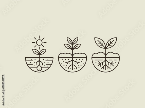 Plant growth stages illustrated with line art depicting roots and sun, seedling