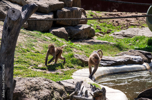 Photography Two Sacred Baboons (Papio hamadryas)