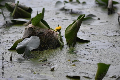 Yellow Water Lilies and Lily Pads on a Green Pond Surface