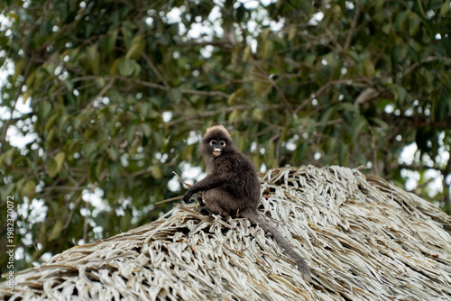 Dusky Monkey in Langkawai, Malaysia 