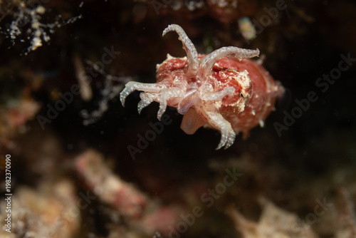 Dwarf Cuttlefish in Mabul, Malaysia