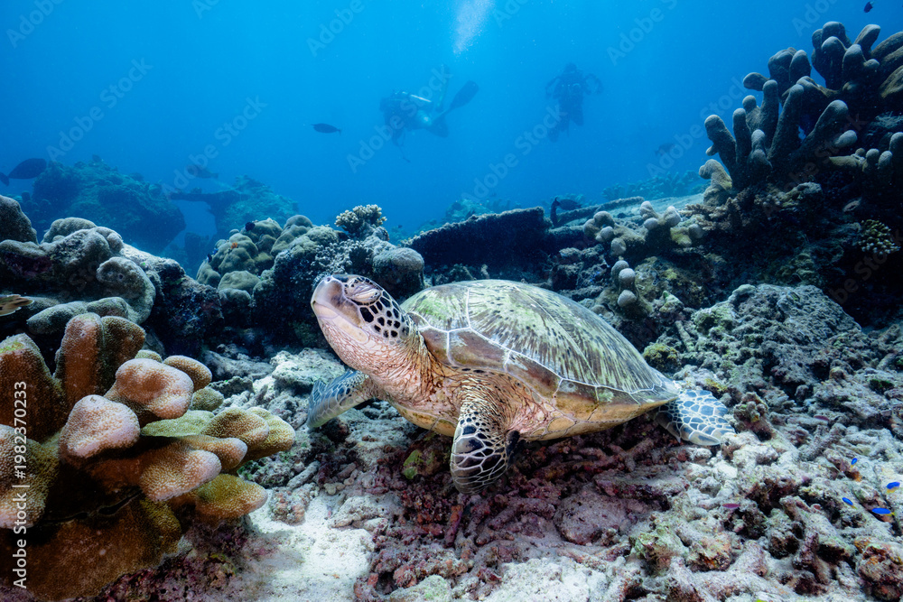 Fototapeta premium Sleeping Turtle