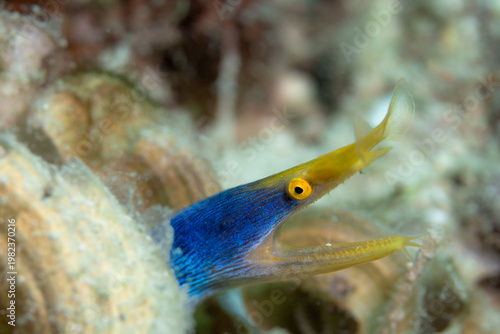 Ribbon Eel