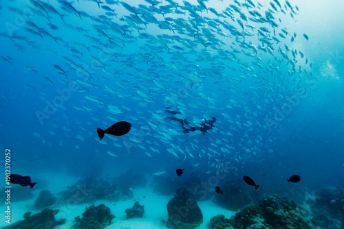 A diver swims through a school of fish in the ocean.