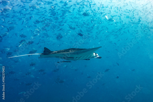 A manta ray (Mobula alfredi) swims gracefully through a school of fish in the clear blue ocean.
