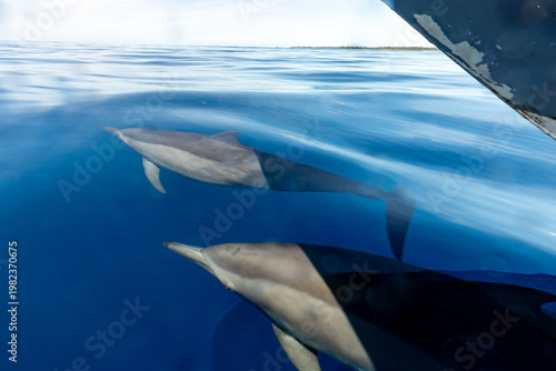 Two dolphins swim in the clear blue ocean near a distant island.