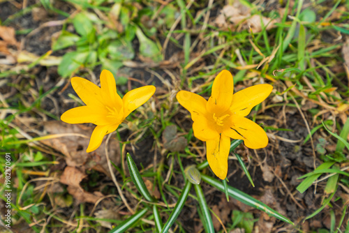 Vibrant Yellow Crocus Flowers Blooming in Spring Park Close-up of Early Seasonal Wildflowers on Green Grass and Fallen Leaves Background Natural Floral Beauty