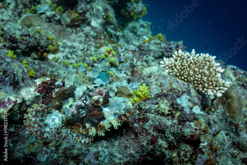 Εκτύπωση καμβά A scorpionfish (Scorpaenidae) camouflaged on a coral reef.