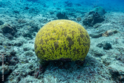 A large, round, yellow coral with brown spots sits on the ocean floor.