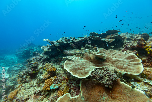 A vibrant coral reef teeming with small fish, showcasing diverse coral formations in clear blue ocean water.