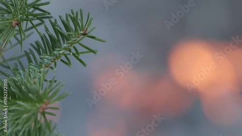 Transition from spruce tree needles to camp fire
