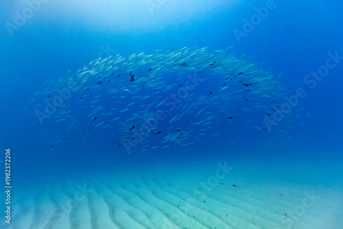 Quadro su tela A school of barracuda (Sphyraena barracuda) swims in unison over a sandy seabed in clear blue ocean water