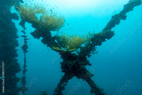 Underwater view of a shipwreck covered in coral and small fish.