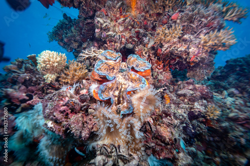 A giant clam (Tridacna gigas) with a clownfish (Amphiprioninae) peeking out from an anemone on a coral reef.