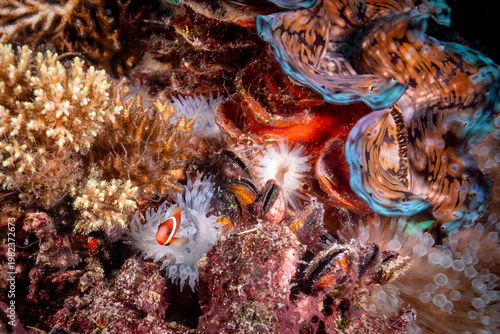 A clownfish (Amphiprioninae) peeks out from its anemone home amidst a vibrant coral reef ecosystem.