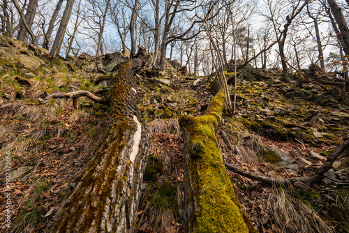 Weathered Fallen Trees and Deadwood Lying on Rugged Mountain Slopes with Rocky Terrain and Sparse Alpine Vegetation in a Scenic High-Altitude Wilderness Landscape