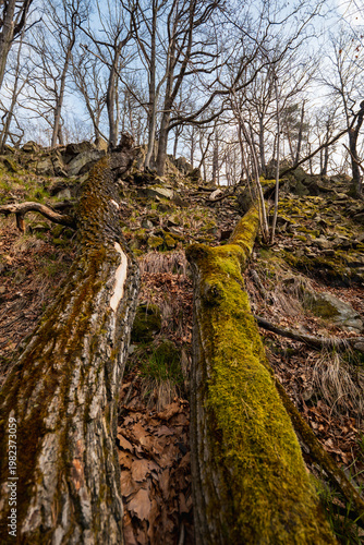 Weathered Fallen Trees and Deadwood Lying on Rugged Mountain Slopes with Rocky Terrain and Sparse Alpine Vegetation in a Scenic High-Altitude Wilderness Landscape