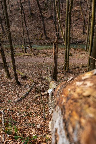 Weathered Fallen Trees and Deadwood Lying on Rugged Mountain Slopes with Rocky Terrain and Sparse Alpine Vegetation in a Scenic High-Altitude Wilderness Landscape