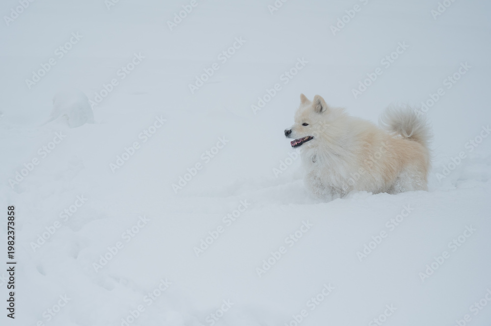 Fototapeta premium A Samoyed dog runs through the snow.