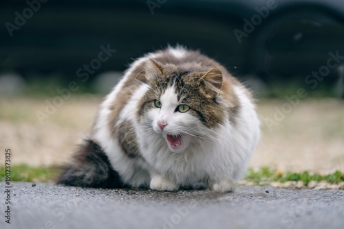 Norwegian Forest cat sitting at the backyard and yawns with mouth open. Horizontal image with selective focus.	