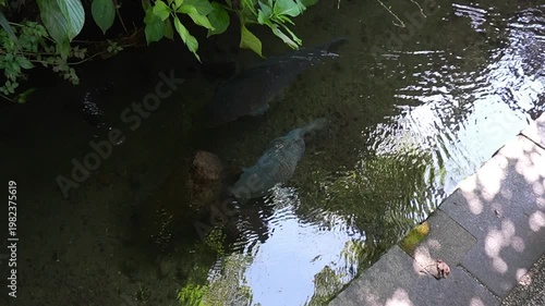 郡上八幡　いがわ小径の巨大鯉