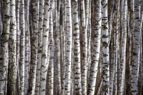 Background of white birch trunks without a gap.