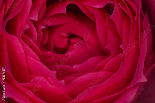 Pink background. Macro photography of rose flower.