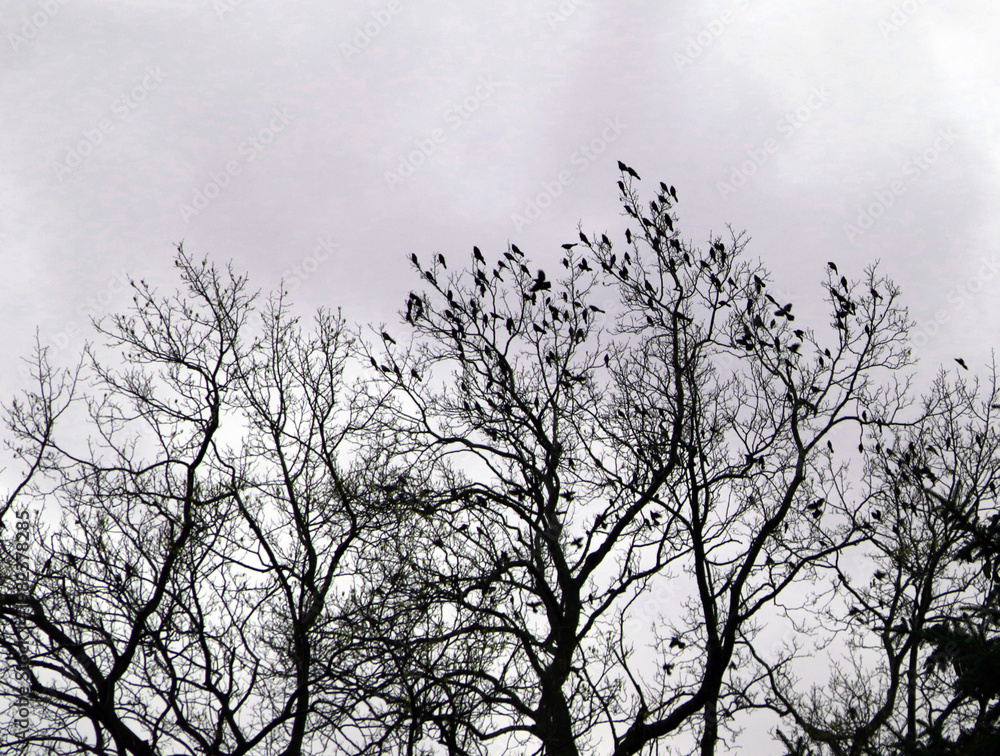 Fototapeta premium Silhouettes of a flock of birds perched in bare tree branches against an overcast sky