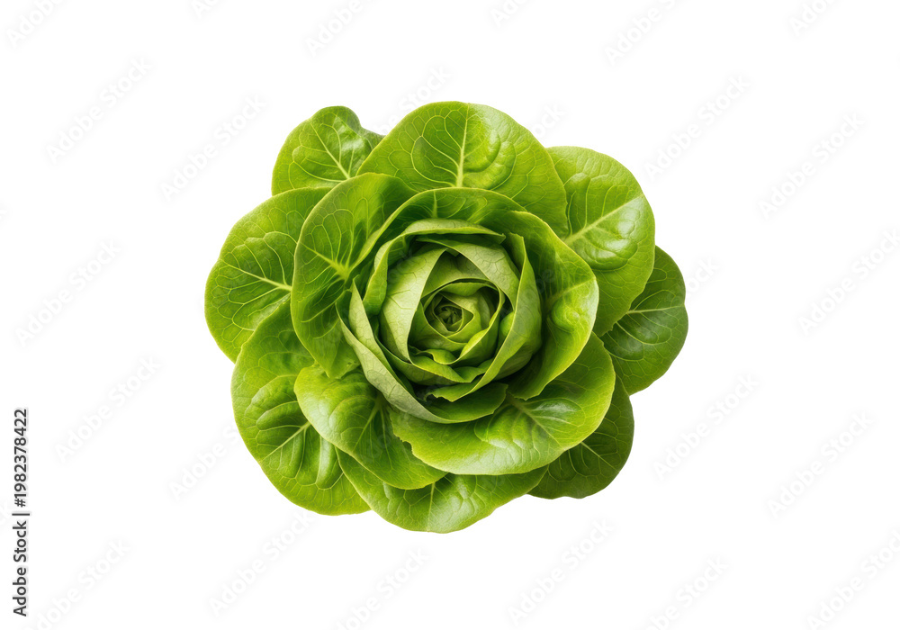 Fototapeta premium Vibrant jade green butter lettuce head, fresh and delicate with ruffled edges, pristine, isolated on a seamless transparent background, minimalist studio, clean eating concept