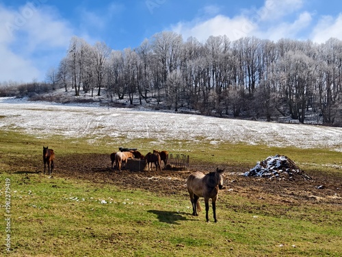 pasture with horses