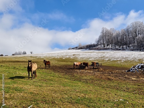 pasture with horses
