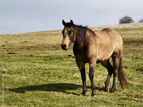 horse in the field