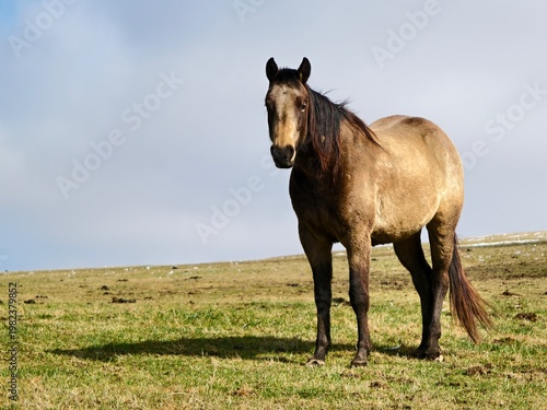 horse in the field