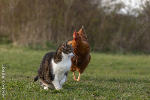 Katze und Huhn