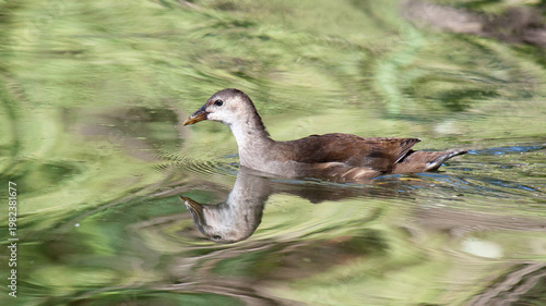 wild goose on the beach