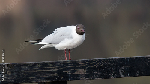 black headed gull