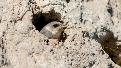 squirrel on the stone