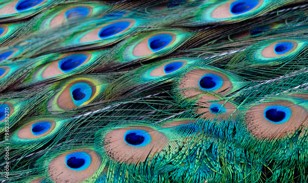 Fototapeta premium Peacock feather pattern, bright green - blue bird tail texture
