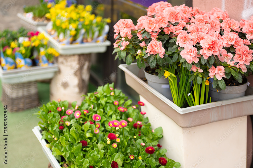 Naklejka premium Bright flowers in containers are displayed outside a shop on a sunny day in spring, inviting customers to enjoy the colors and fragrances of the season