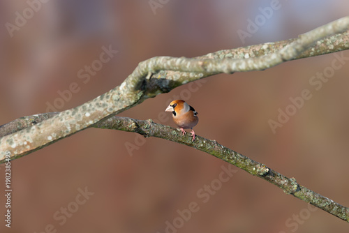 Fotografie Male hawfinch sitting on a twig