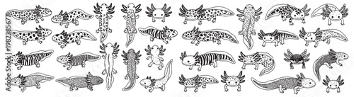 Cute Patterned Axolotls Line Art Illustration for Coloring Pages and Kids Crafts