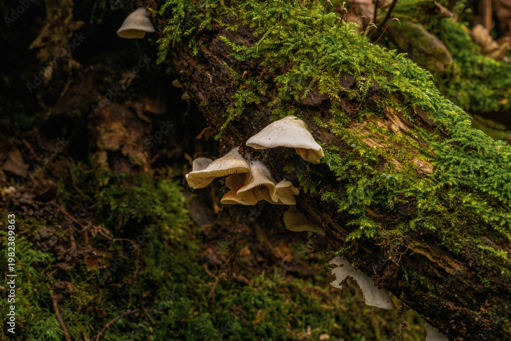 Fototapeta premium Angel’s Wings Mushrooms Cluster on Fallen Log UK