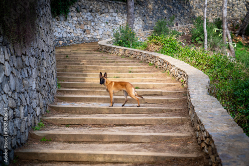 Canvastavla Belgian Malinois Shepherd Dog Standing on Outdoor Stone Stairs