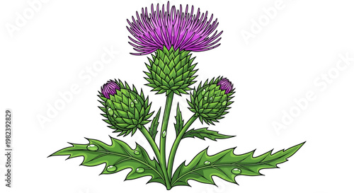 Scottish Thistle Flower with Water Droplets - National Flower of Scotland